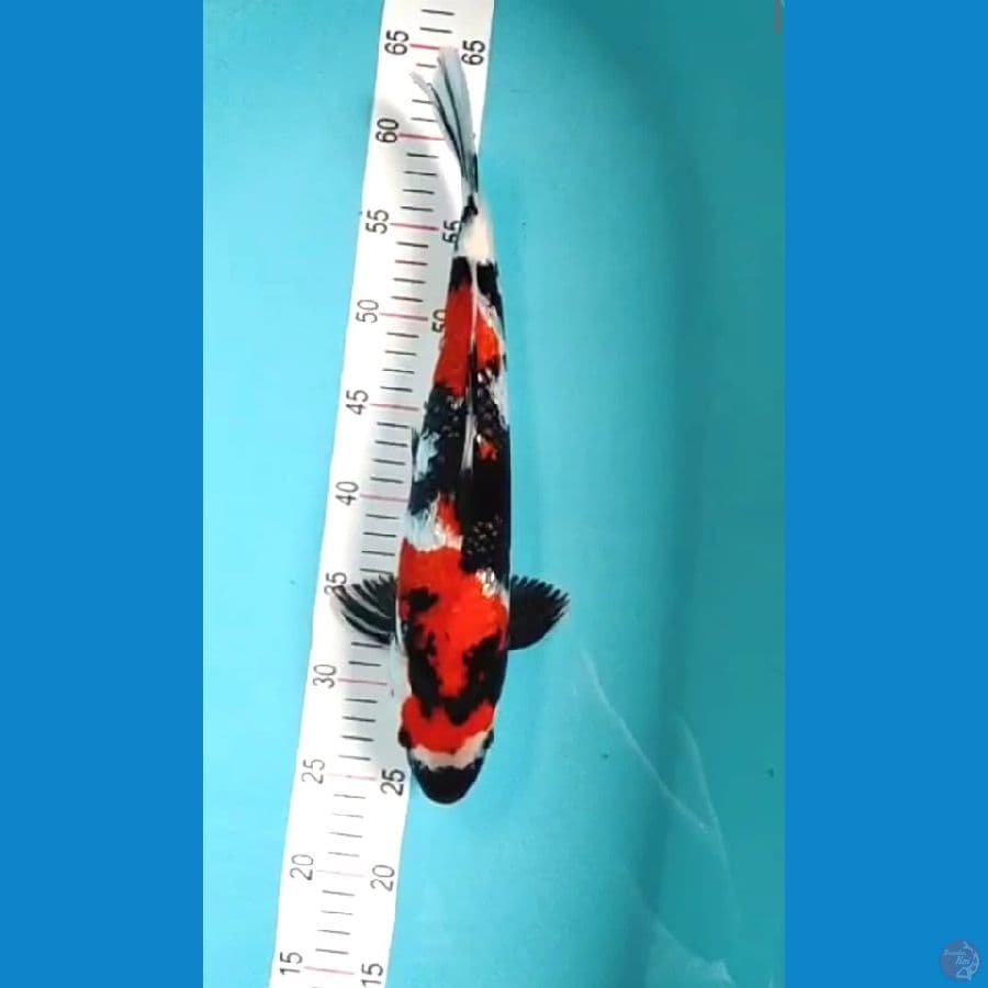 SHOWA GINDRIN 38CM MALE
