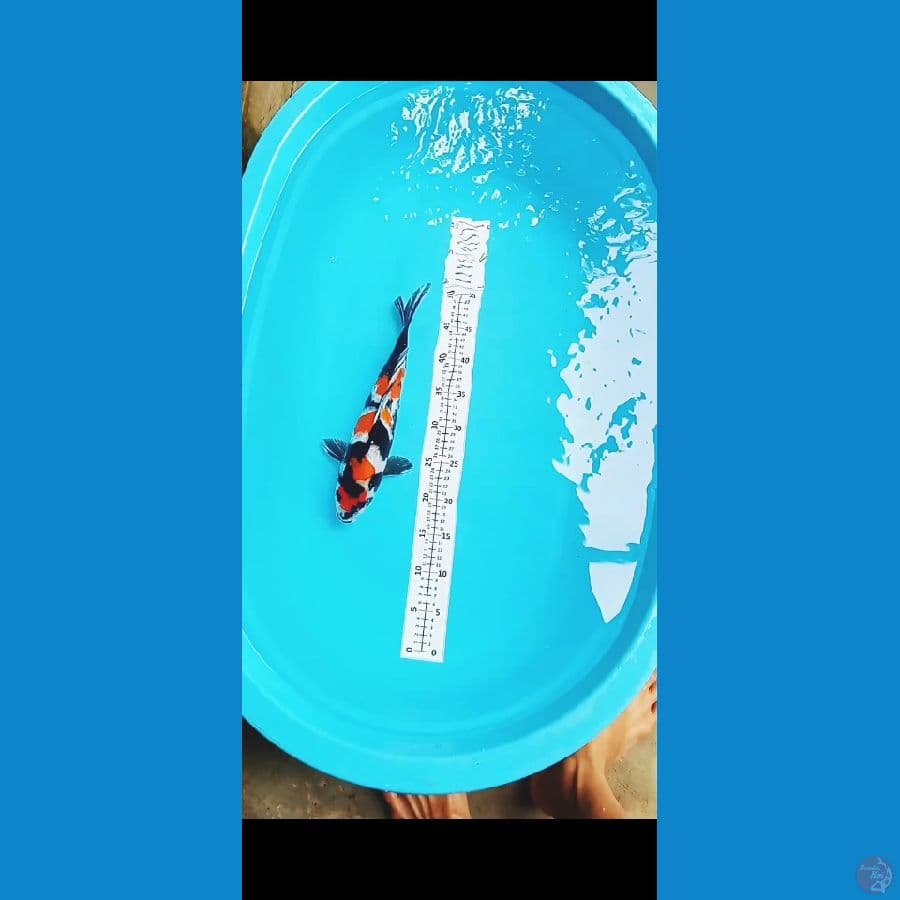 TC SHOWA 35CM (FEMALE)