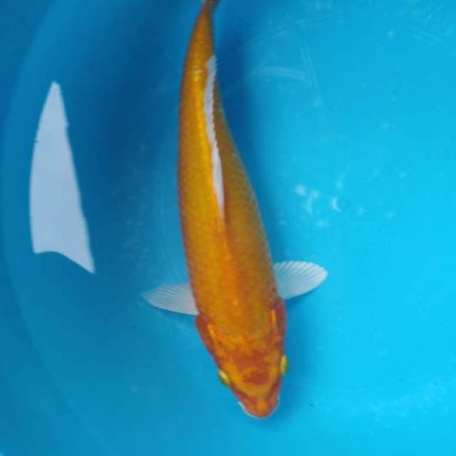 Orange ogon