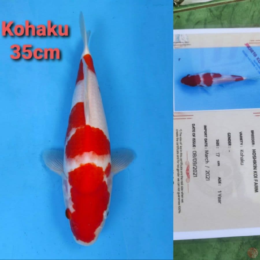 HOSHIKIN KOHAKU 35CM SERTI
