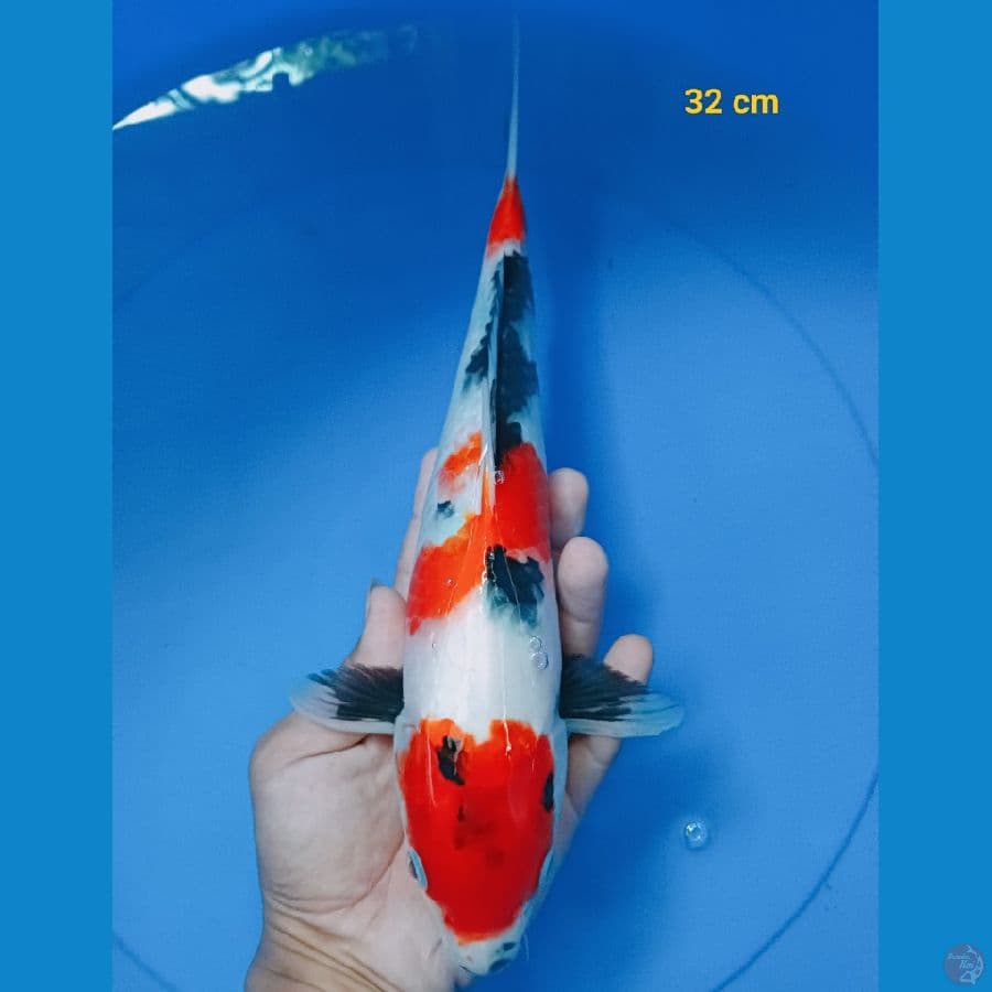 SQ showa 32 cm