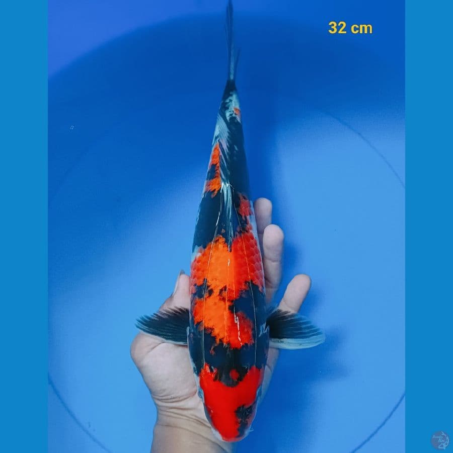 SQ showa 32 cm