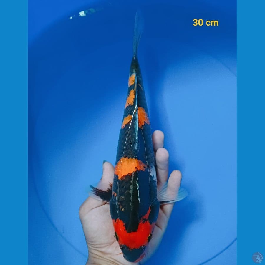 SQ maruten kindai 30 cm