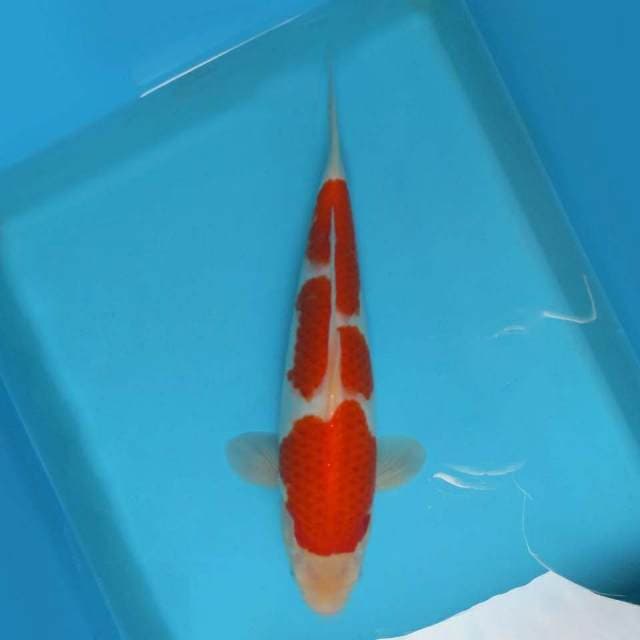H. YAMAMOTO ( KOHAKU )