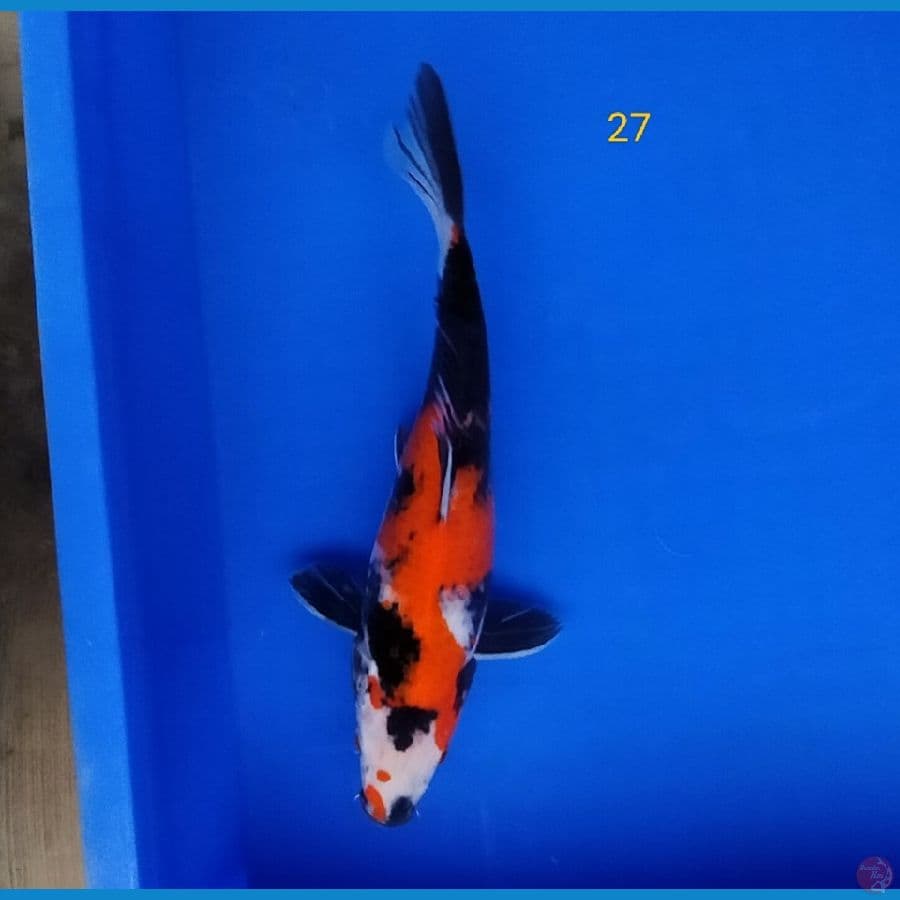 showa 27 cm