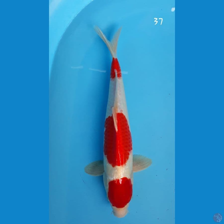 Kohaku 37cm