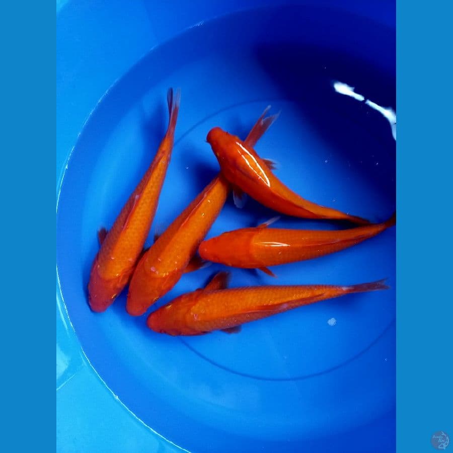RED KARASHI 26-31 CM
