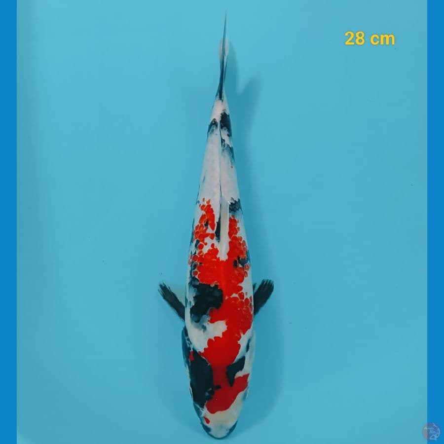 showa 28 cm