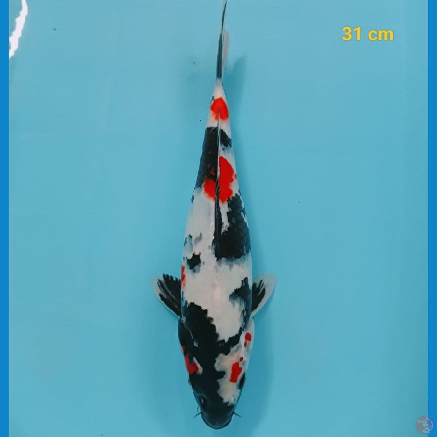 SQ showa 31 cm
