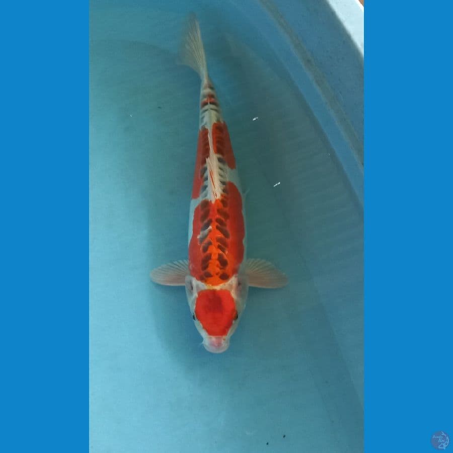 doitsu kujaku 40cm