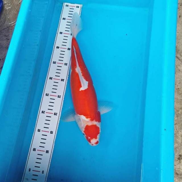 MARUTEN OMOYO KOHAKU