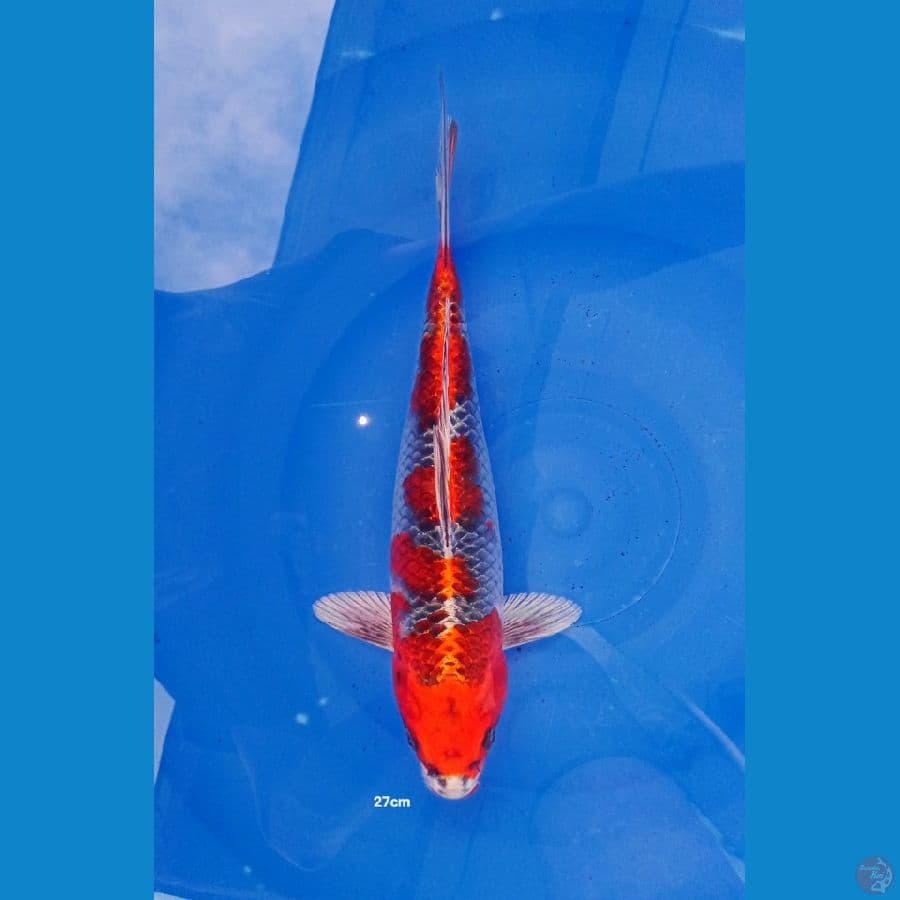 KUJAKU RED STRONG 27CM