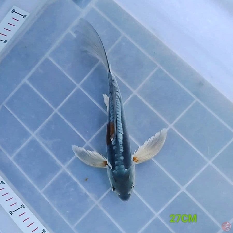 AntiX 2 - Kumpay 27CM