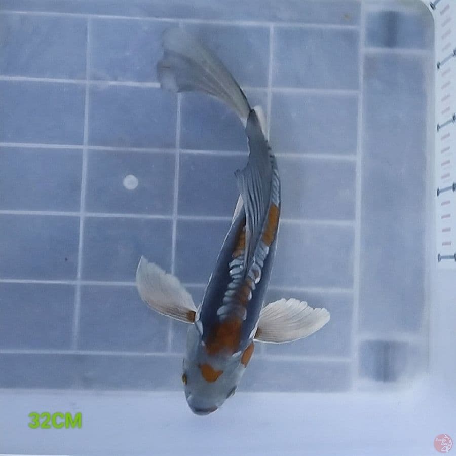 AntiX 6 - Kumpay Slayer 32CM