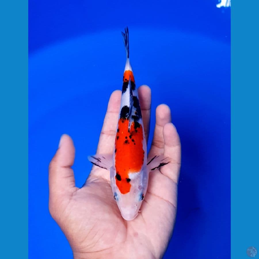 Sanke 18cm