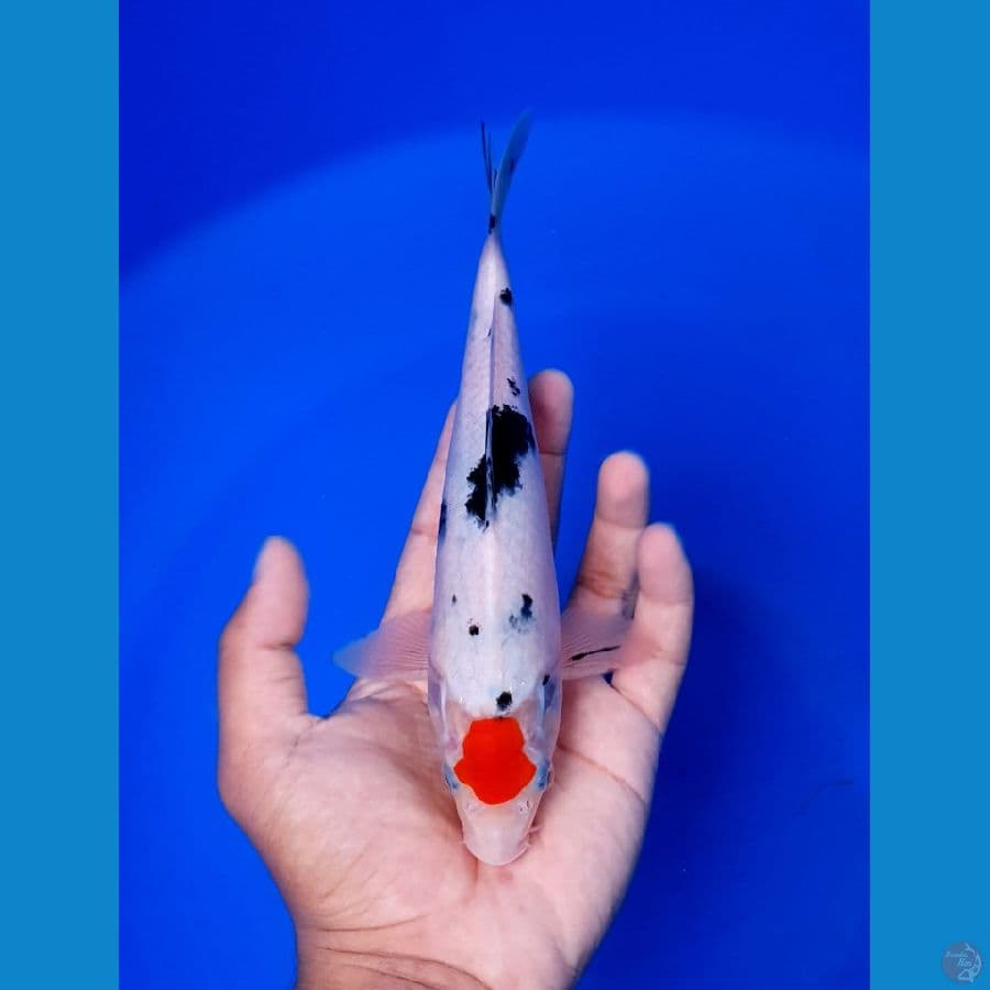 Tanco Sanke 21cm