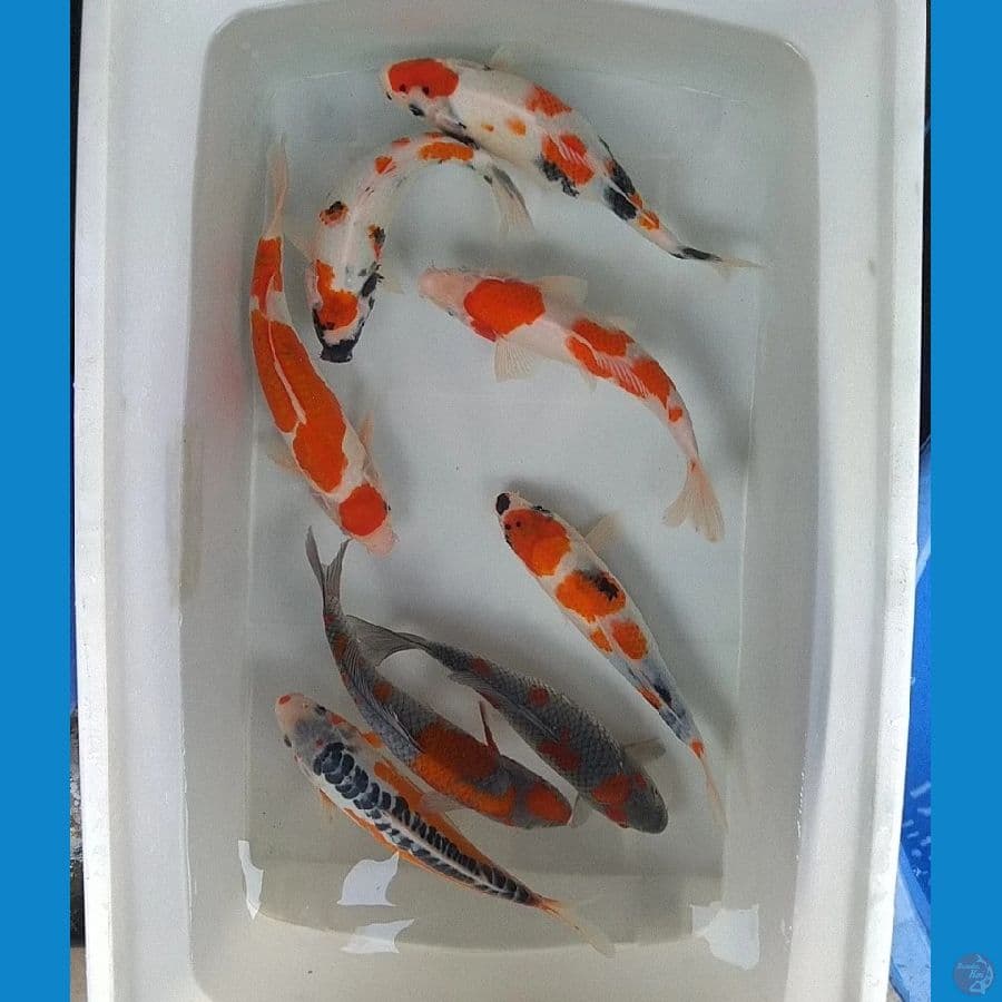 MIX