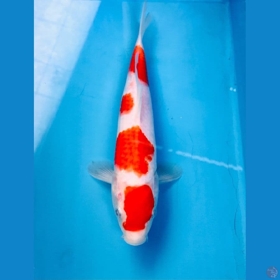 kohaku 22cm
