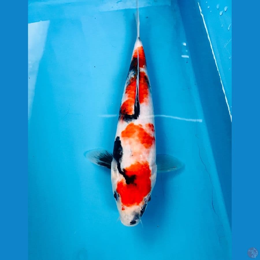 showa 25cm