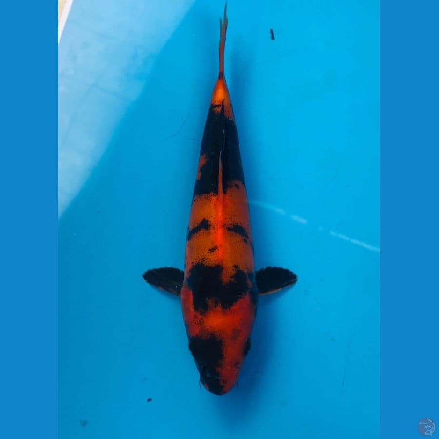 hi utsuri doitsu 17cm