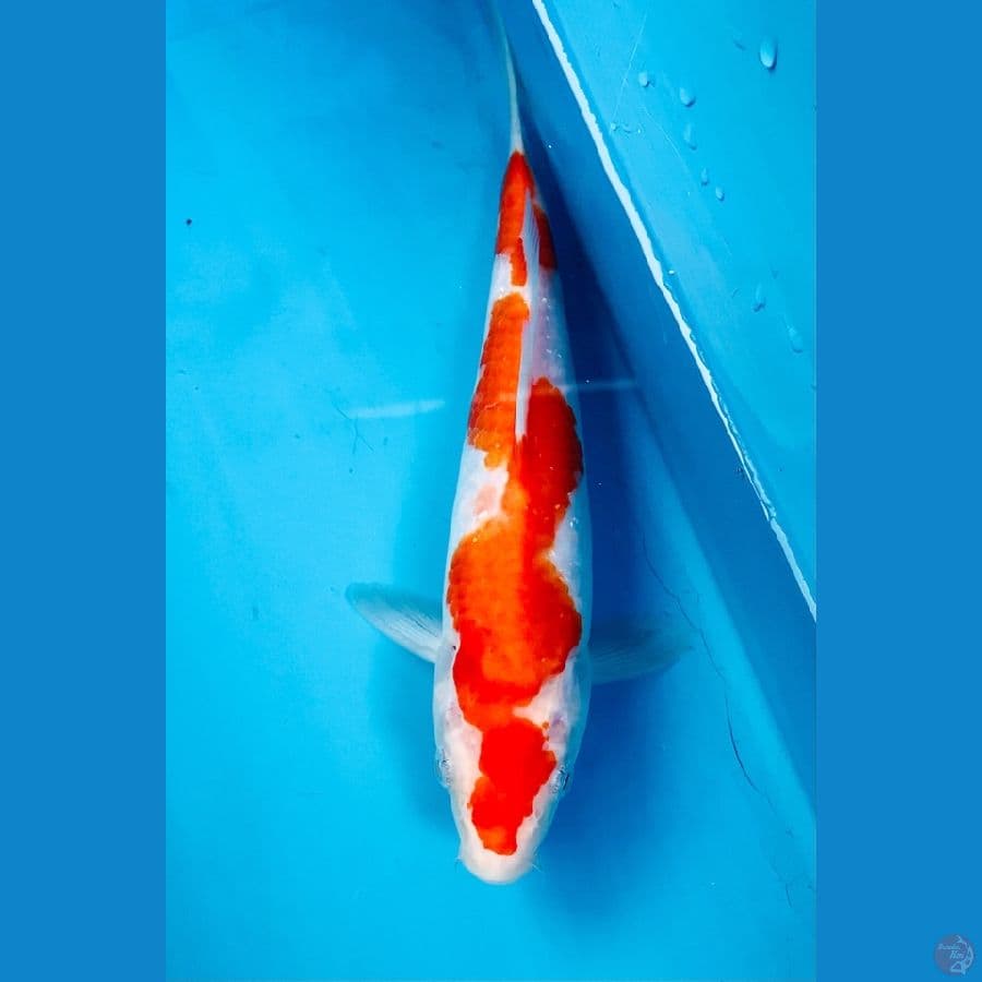 kohaku 22cm