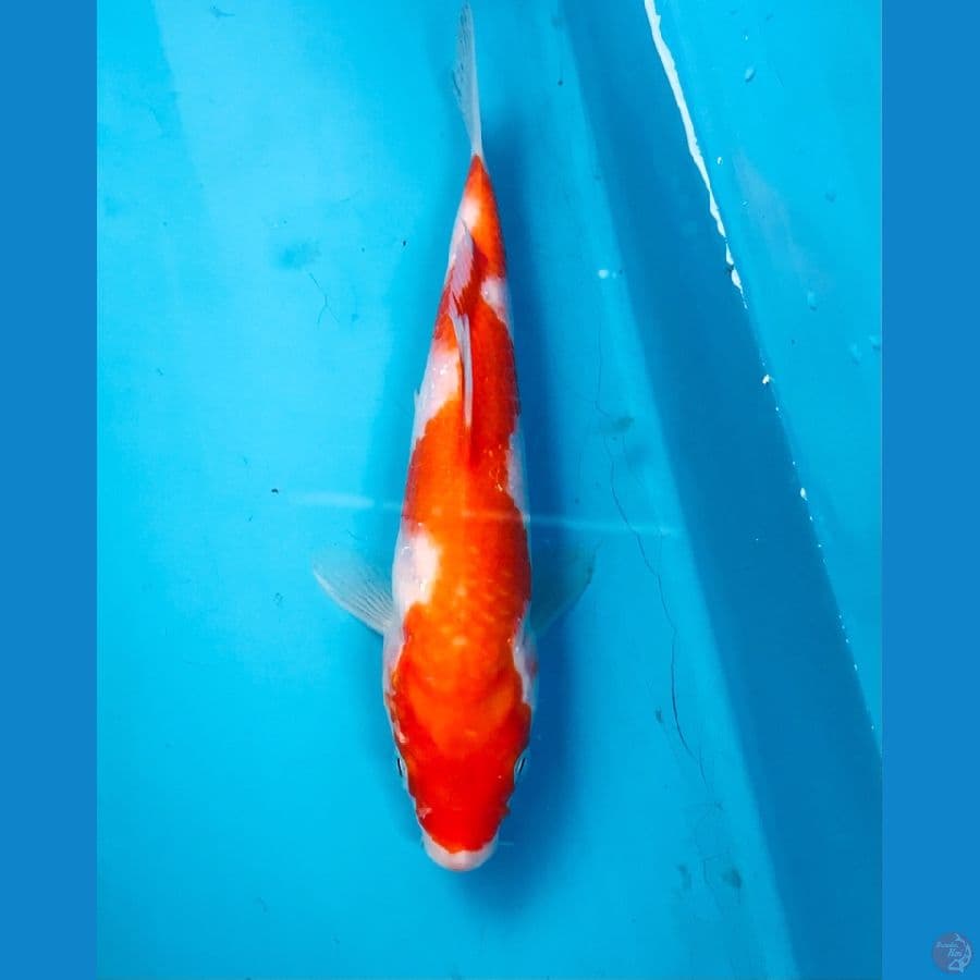 inazuma 20cm