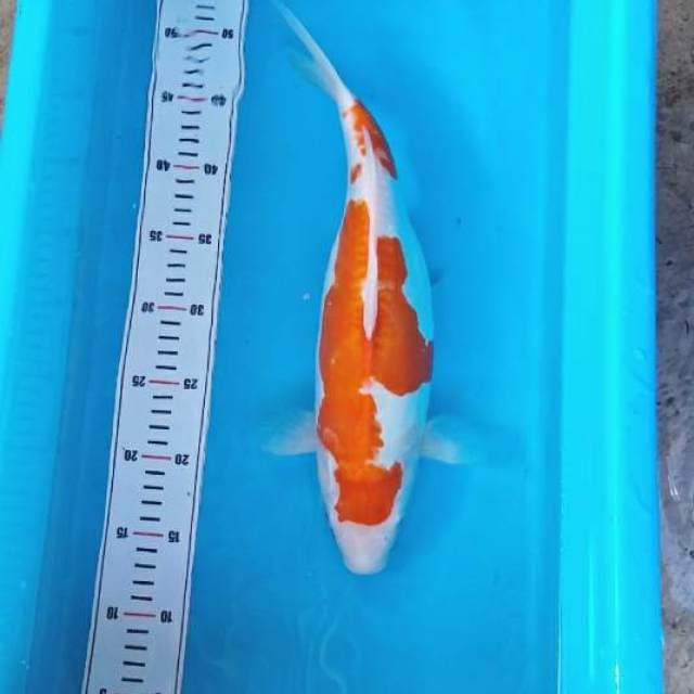 KIKUSHUI BAKAT JUMBO