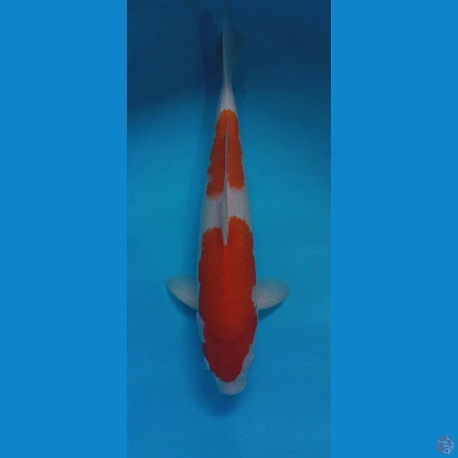 Kohaku 42cm