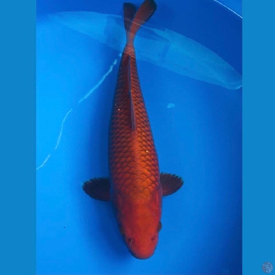 chagoi 34cm