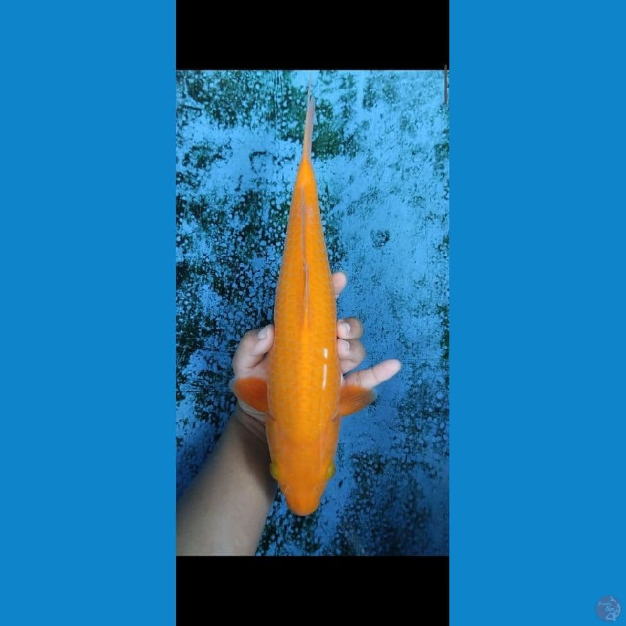 chagoi caramel