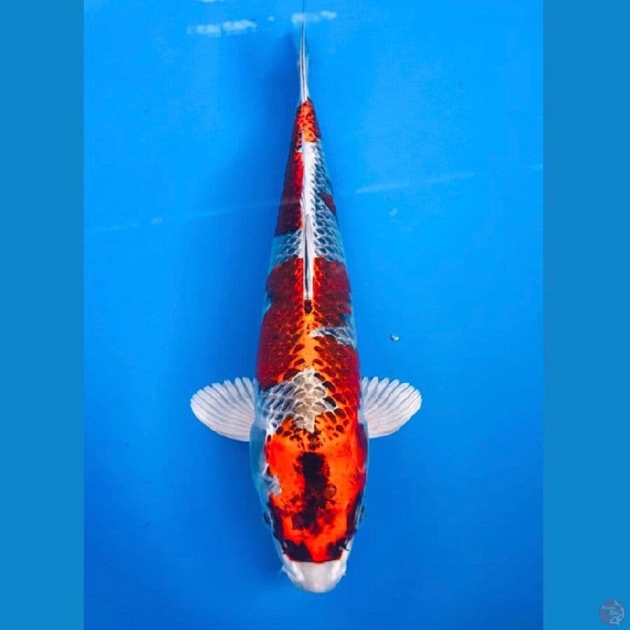 gingga 29cm
