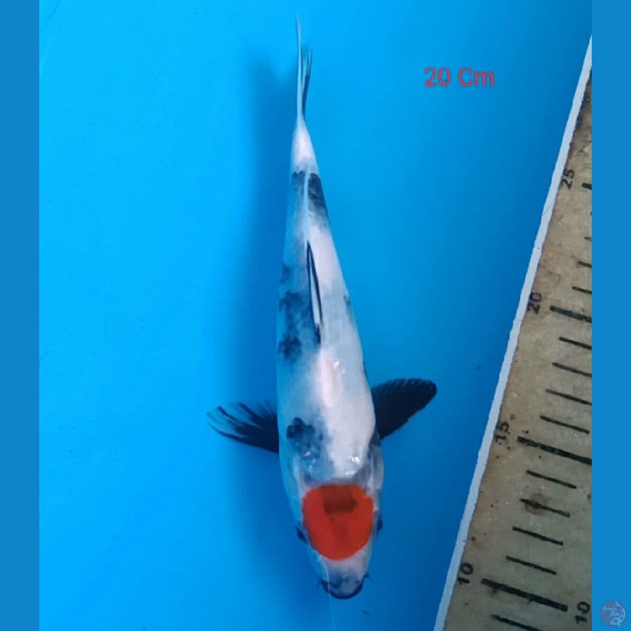 Tancho Showa 20 Cm