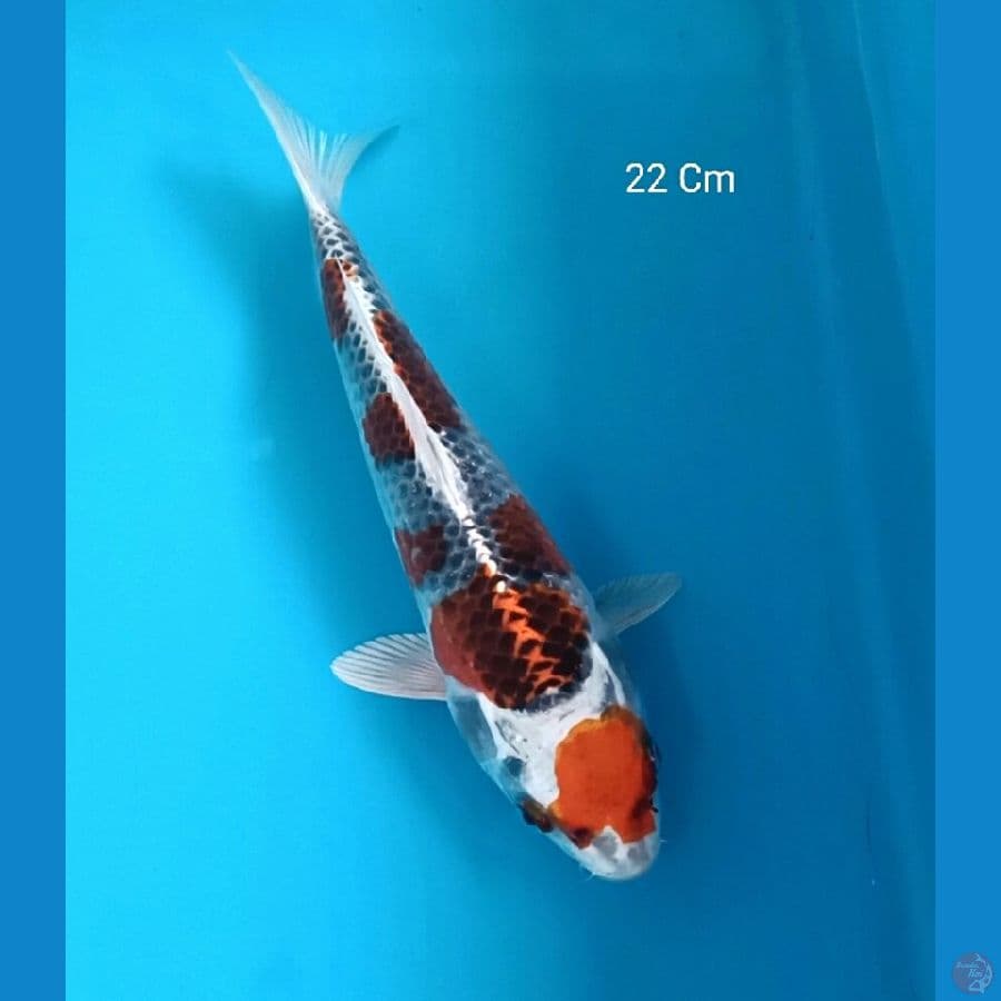 Kujaku 22 Cm