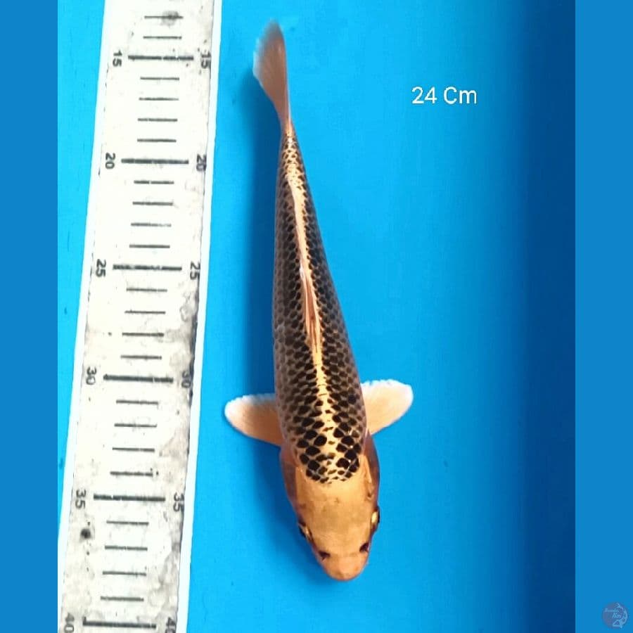 Kin Matsuba 24 Cm