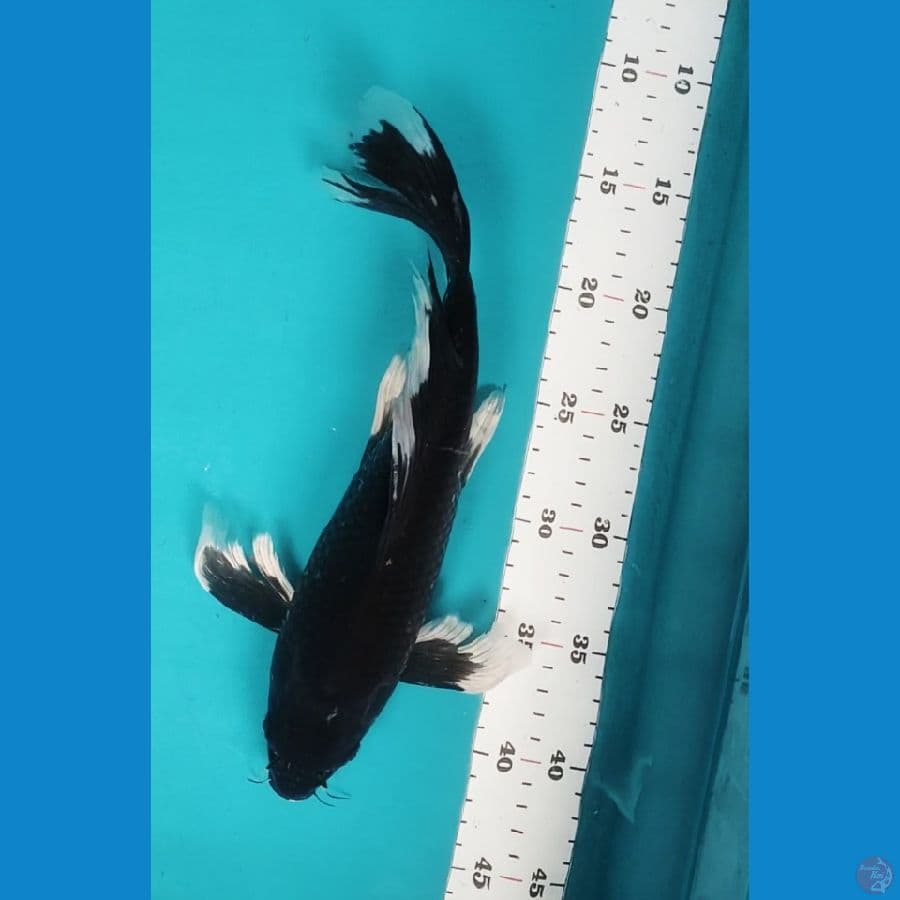 Kumpay matsukawabake 32cm