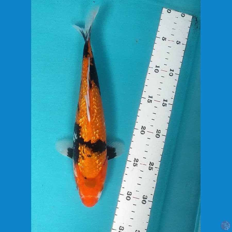 Showa Ginrin Motogoro 27cm fm