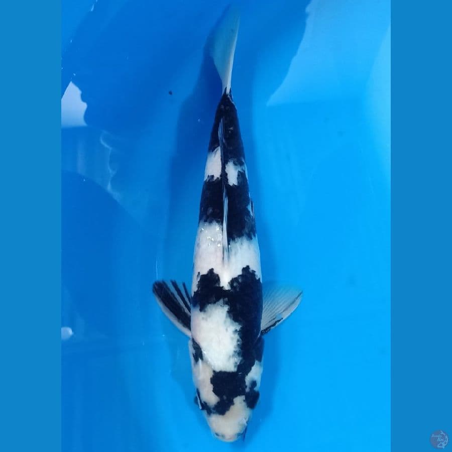 SHIRO HQ 30CM MALE