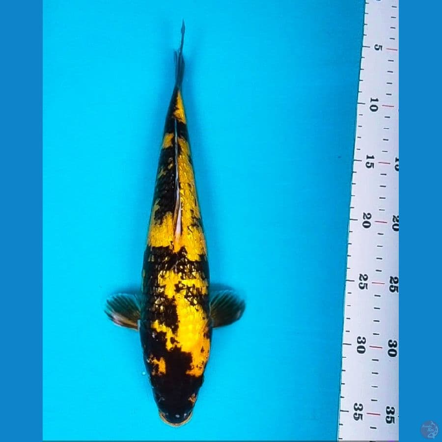 Ki Showa Ginrin 30cm fm