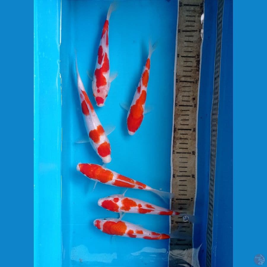 kohaku 20-23