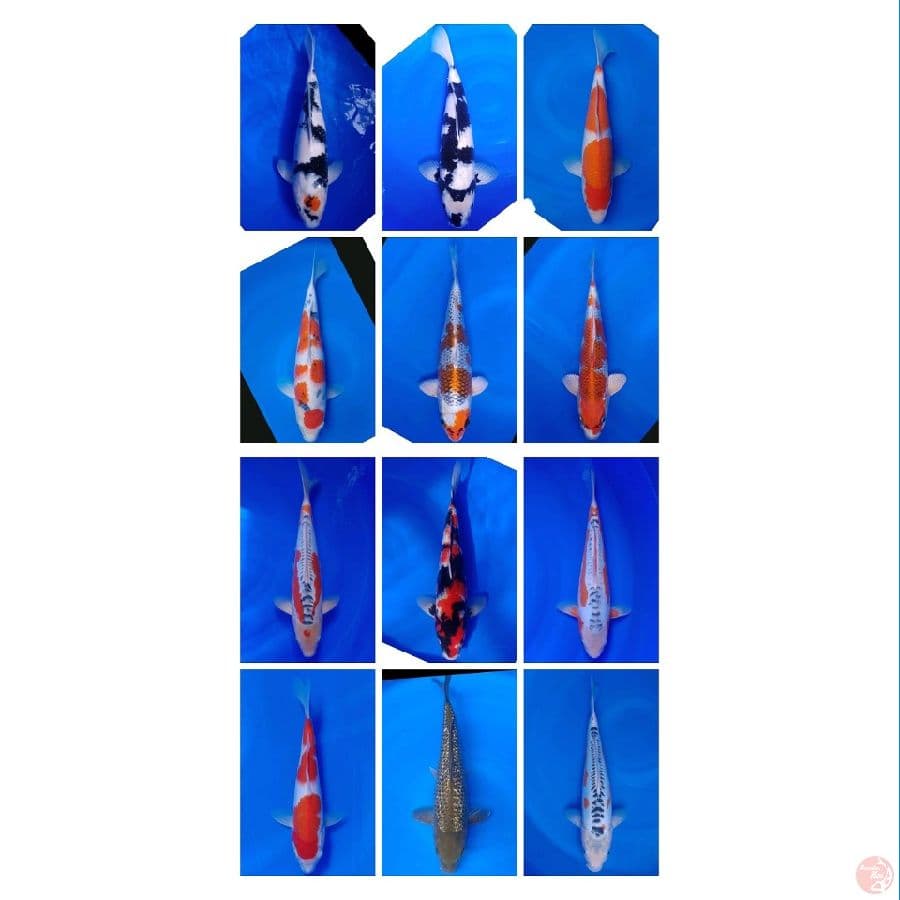 Koi Import Jepang Paket 12 Ekor Super Quality