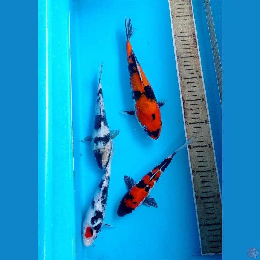 mix 19-26cm