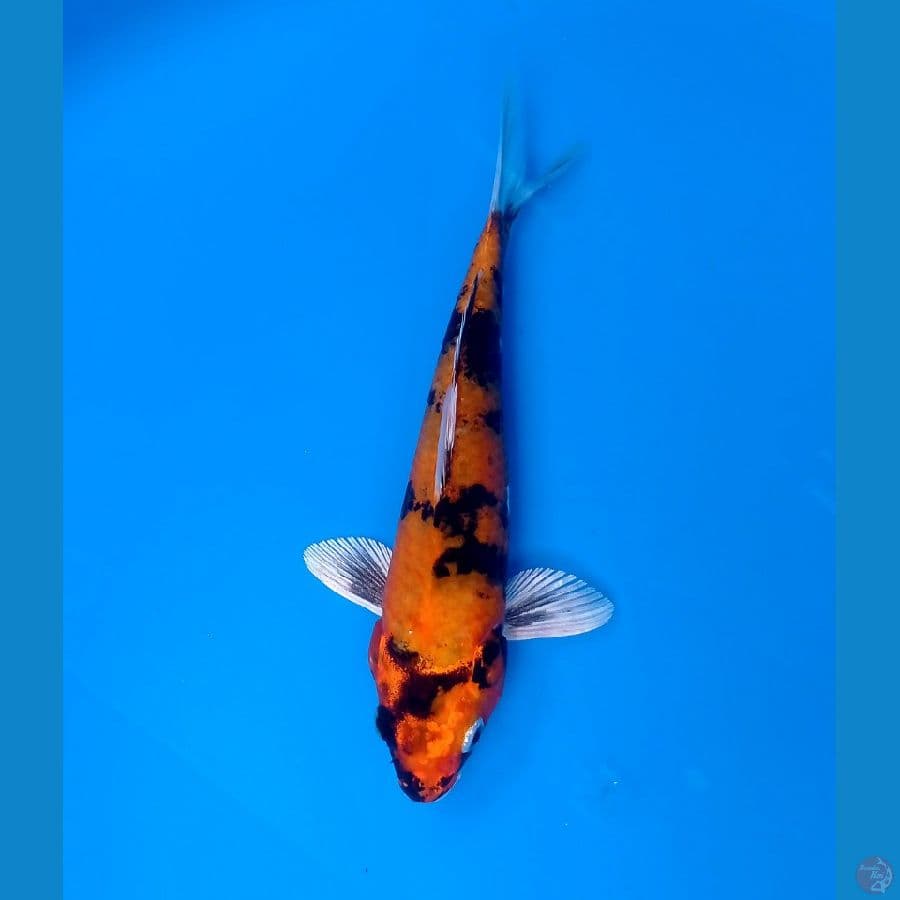 kin showa 19cm