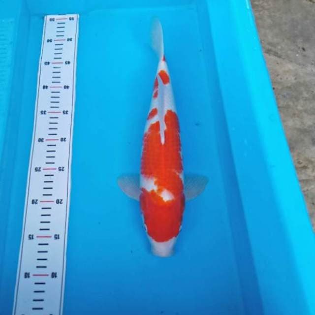 TOSAI KOHAKU