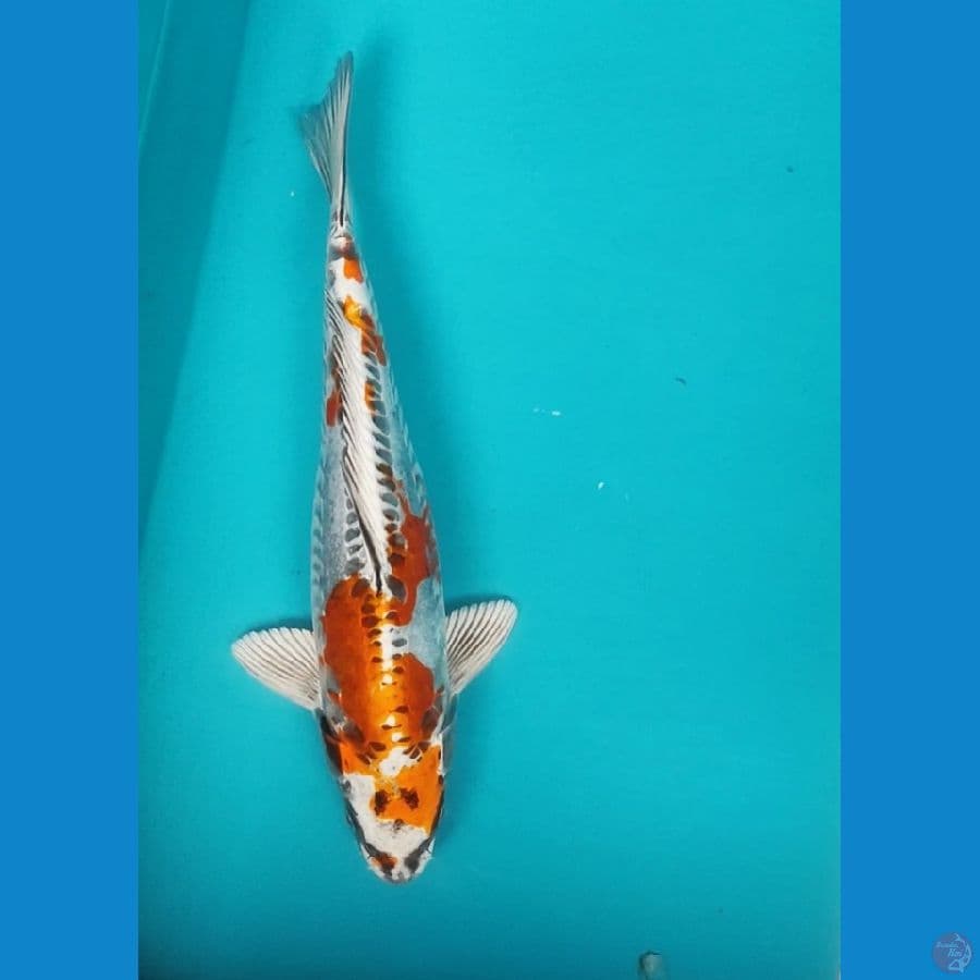 Kikokuryu 32cm Male