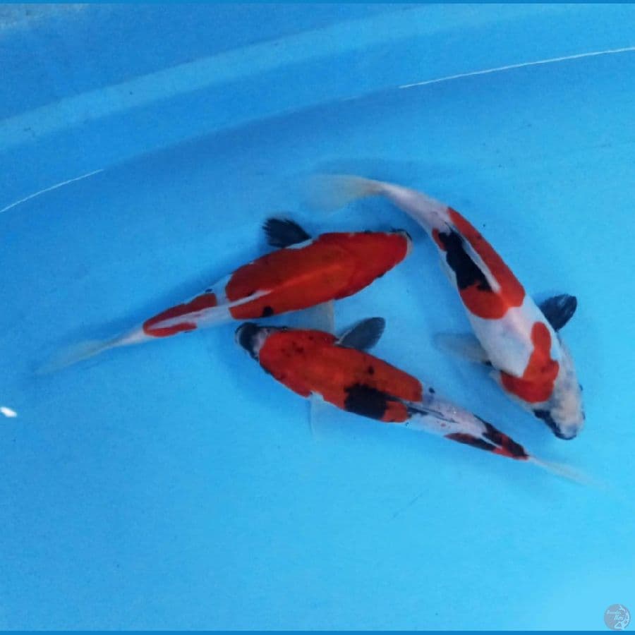 Peket mix 3 ekor 22 - 23 cm