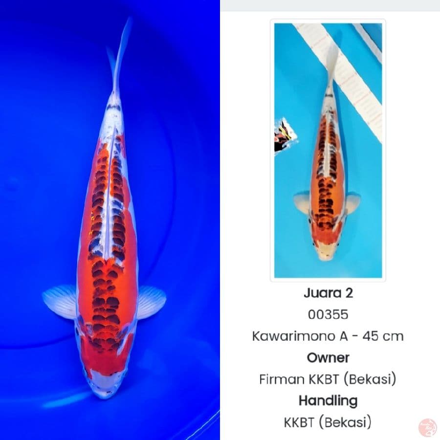 Kiko (Kawarimono A) 47cm, SQ Juara 2 Sumedang Koi Show