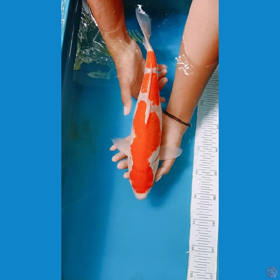 kohhhaku