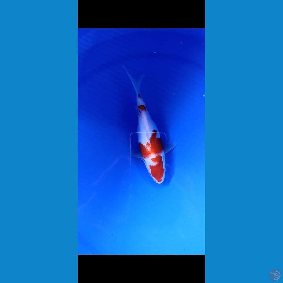 SB kohaku
