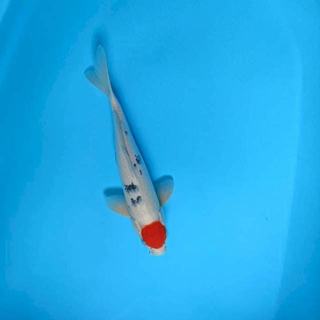 Tanco sanke 34cm