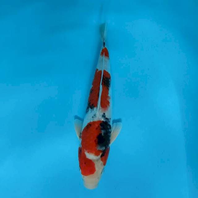 Showa 32cm